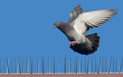 Hi Tech Invisible Bird Netting in Sambhaji Nagar