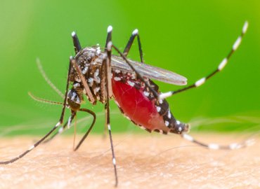 Sambhaji Nagar bird Netting
