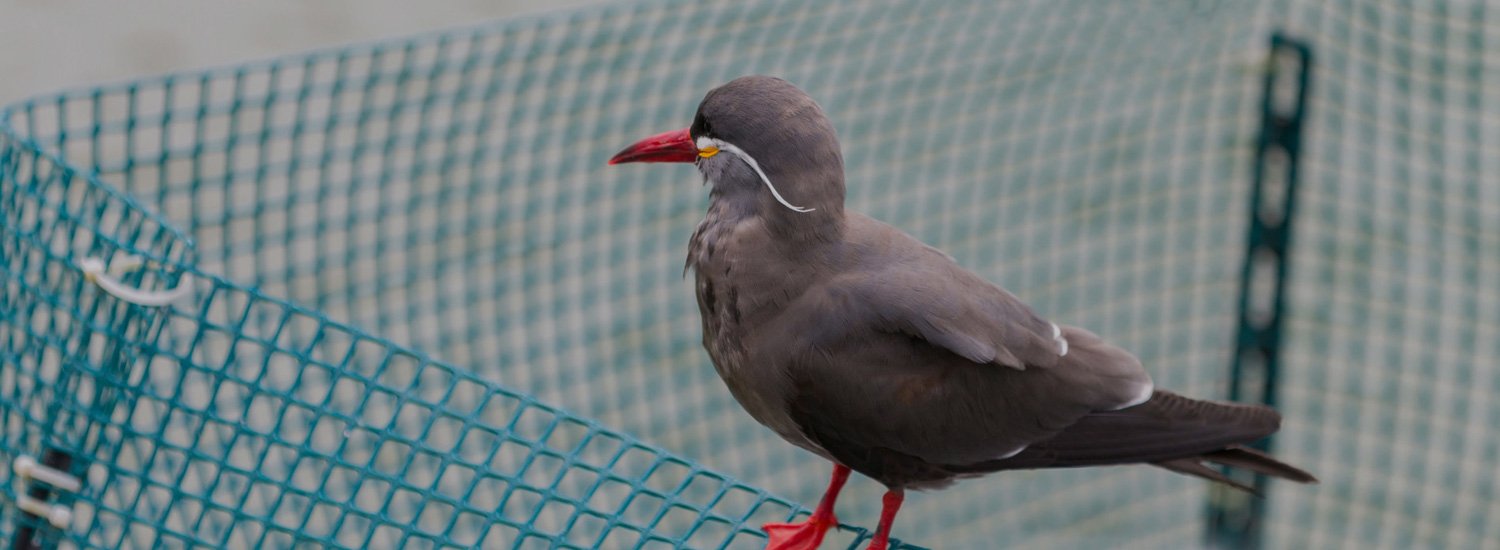 Hi Tech Invisible Bird Netting in Sambhaji Nagar